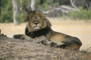 Keywords: stock, lion, cecil, poaching, hunting, wildlife     Cecil, the Hwange lion wakes up from a deep sleep