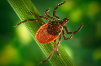 What do ticks and politicians have in common?