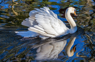Assemblyman cries fowl over new DEC mute swan plan