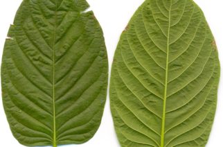 Kratom use and possession would be banned for all minors under new bill