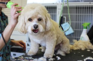 Following rash of recent deaths, Senate bill would require pet groomers to be licensed