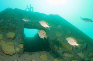 Construction of artificial reefs off Long Island to begin this month