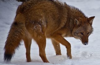 Legislation seeks coyote management plan from DEC