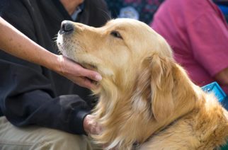 New law will develop training standards for therapy dogs