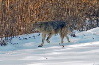 As spring arrives, DEC is asking NY’ers to be “coyote conscious”